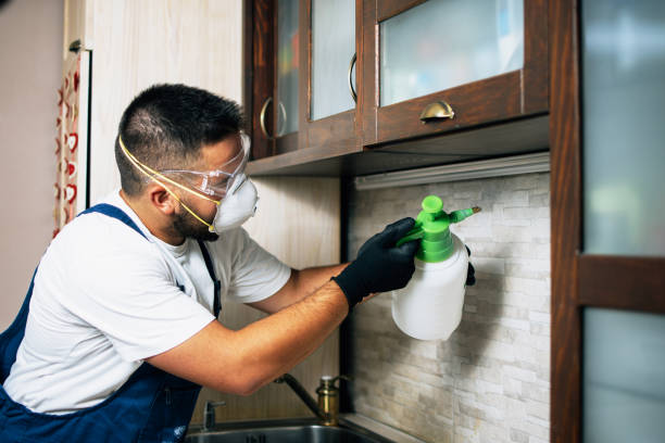 Wasp Removal Services in Pembroke Pines, FL